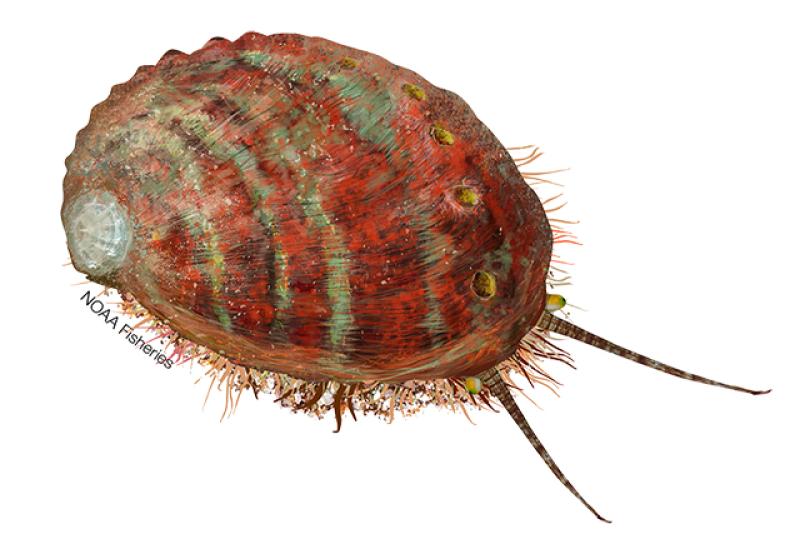 Pinto abalone illustration. Credit: Jack Hornady