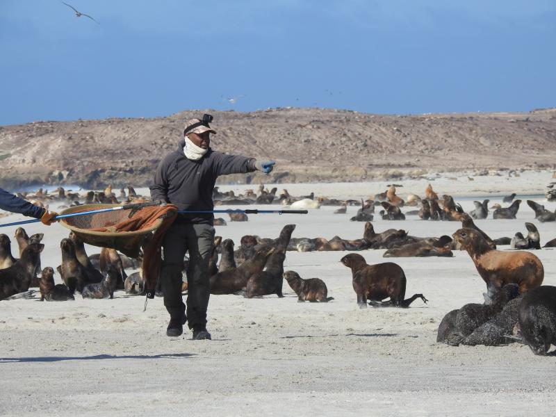 Tony Orr studying fur seals