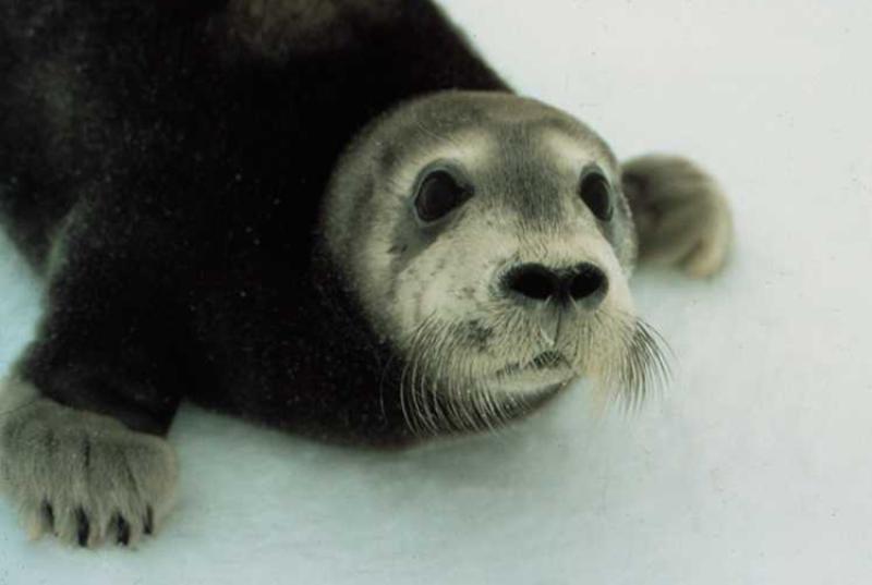Bearded seal pup. Credit: NOAA