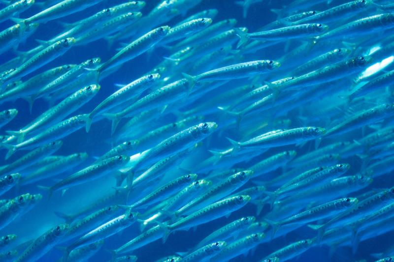 School of pacific sardine