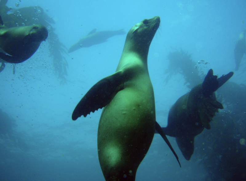 seals swimming underwater
