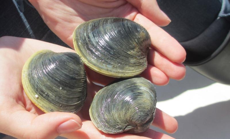 Three large clams are held by a scientist. Their shells are ridged and grayish green in color.