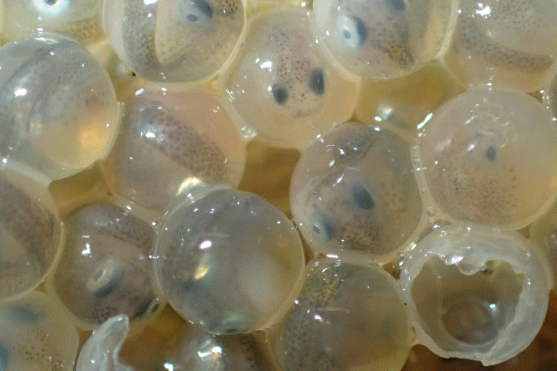 Fish eggs, some with larval fish. 