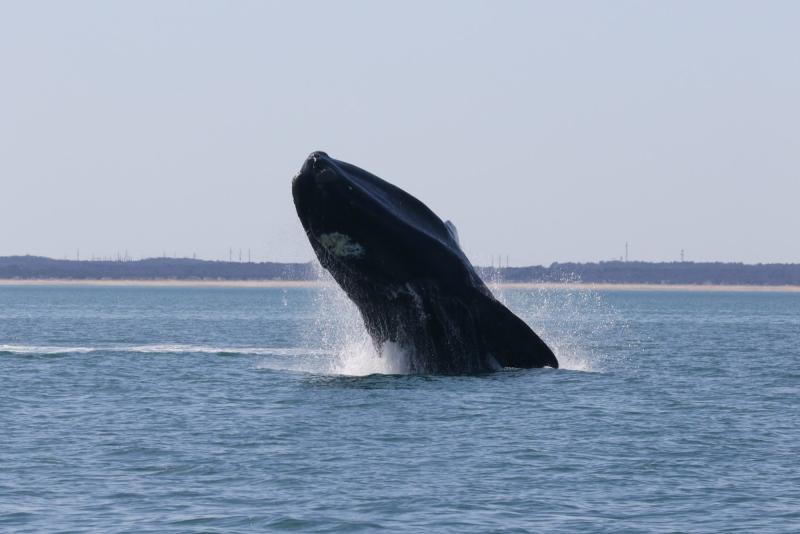 North Atlantic right whale breaks the surface of the water in Cape Cod Bay, Massachusetts. Photo: NOAA Fisheries/Alison Ogilvie