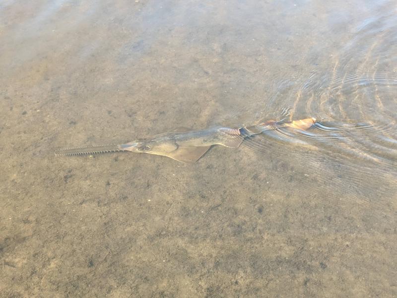 Smalltooth Sawfish