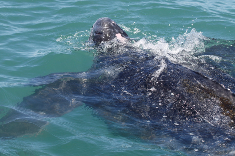 Southeast Sea Turtle Week 2021