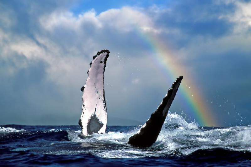 Humpback whale under rainbow