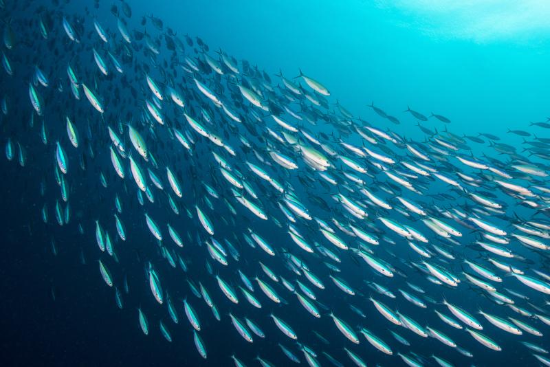 Stock photo of sardine bait ball