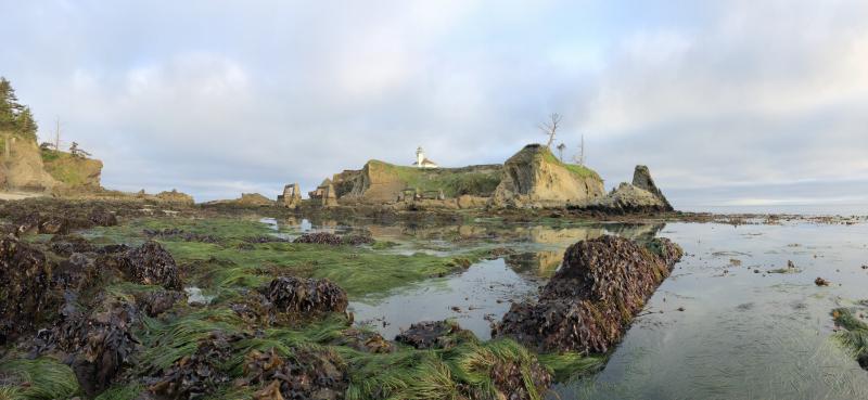 Low tide shows rocks, grasses, and other marine life near a lighthouse on the shores of Oregon.