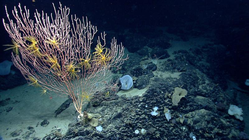 A colony of bamboo coral with crinoids on Mytilus Seamount, which is within both the Northeast Canyons and Seamounts Marine National Monument and the Georges Bank Deep-Sea Coral Protected Area.