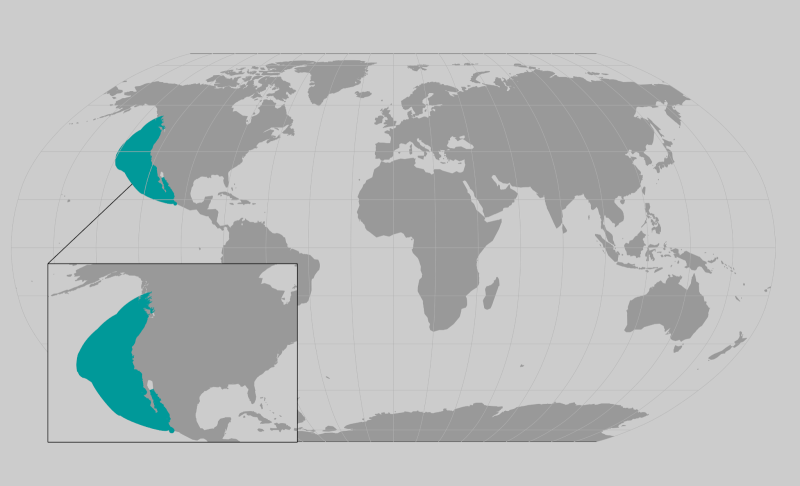 World map providing approximate representation of the Guadalupe Fur Seal range.