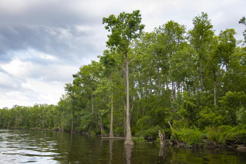 Preserving 1,700 Acres of Habitat to Increase Cape Fear River Basin  Resiliency