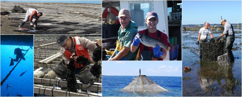 A collage showing photos of seaweed, finfish, and shellfish aquaculture.