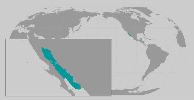 totoaba range map