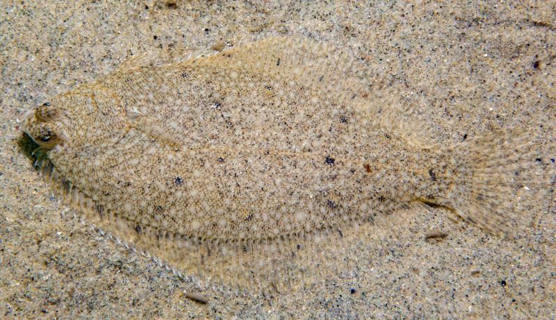 A very flat fish whose coloring blends into the sandy ocean bottom. 