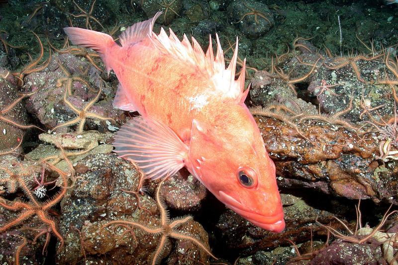 Cowcod underwater