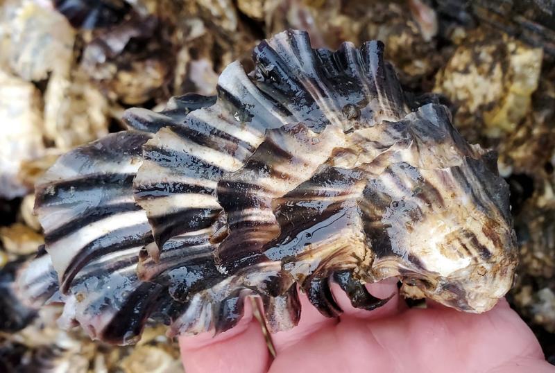 A hand holding a raw Hump Island Oyster in the shell.