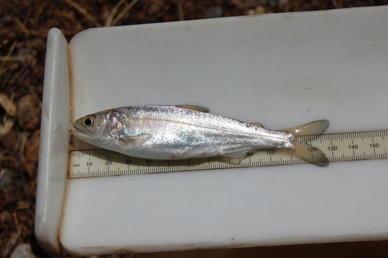 Salmon placed on ruler, measuring approximately 130mm
