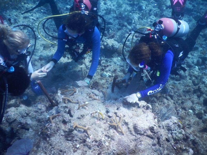 Outplanting staghorn coral