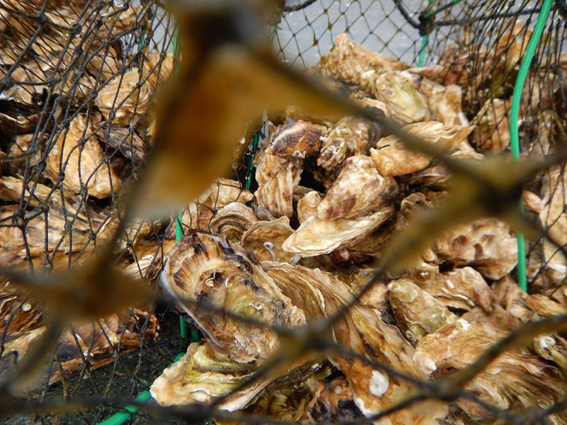 Oysters in Alaska. Credit: Alaska Department of Natural Resources 