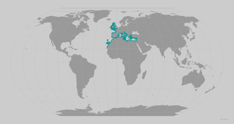 Common angleshark range map