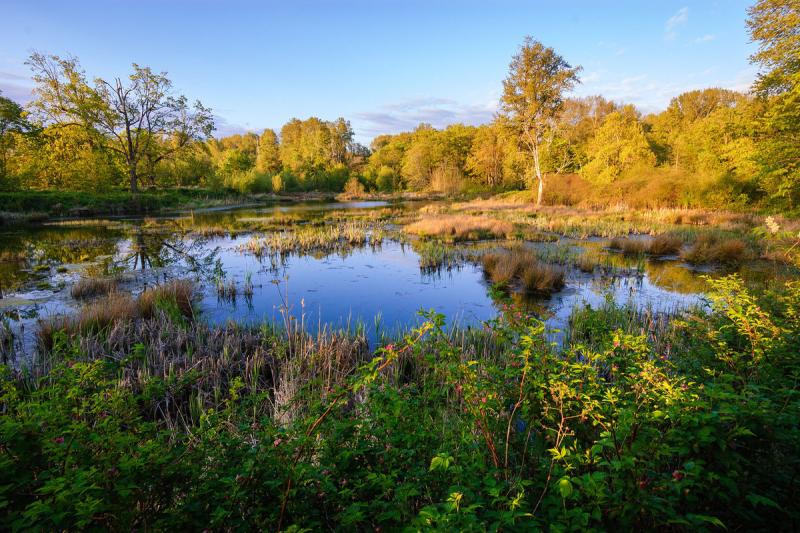Wetlands surrounded by vegetation and trees in the background