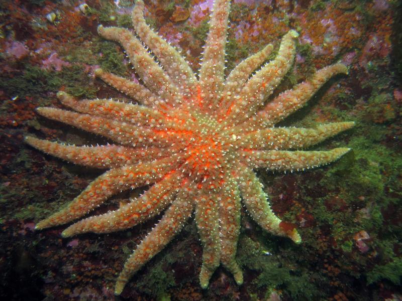 Sea star on ocean bottom
