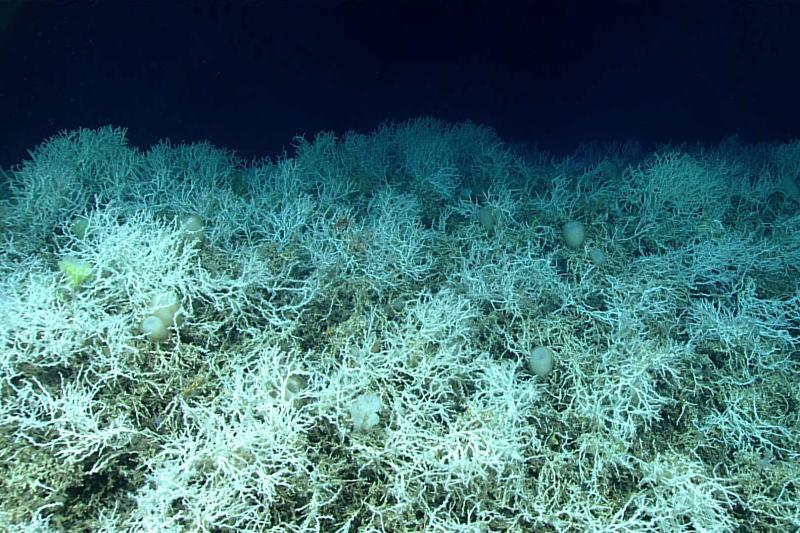 A photo of dense fields of Lophelia pertusa, a common reef-building coral, found on the Blake Plateau knolls. The corals are white in color, which is healthy - deep-sea corals don’t rely on symbiotic algae so they can’t bleach.
