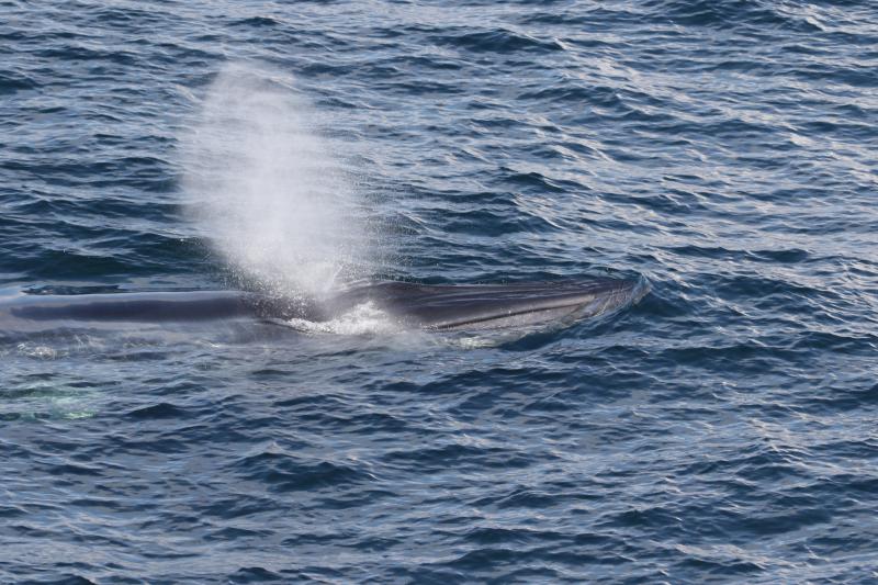 A Rice’s whale (Balaenoptera ricei) surfaces in the Gulf of Mexico
