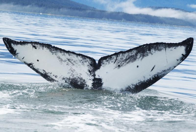 Flame, SEAK #1538, taken near Juneau, Alaska in 2007. NOAA Permit 14245)
