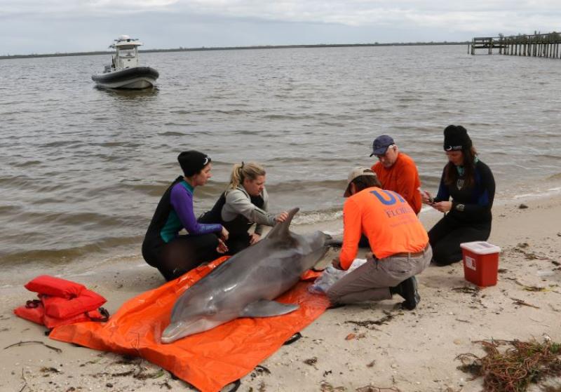 Photo of responders collecting biological samples from dead common bottlenose dolphin