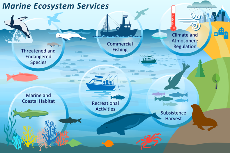 Accurately Accounting for the Economic Value of Marine Ecosystems