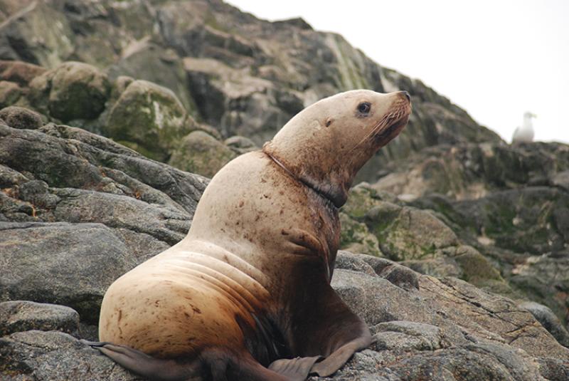 A Steller sea lion with a packing band around its neck.