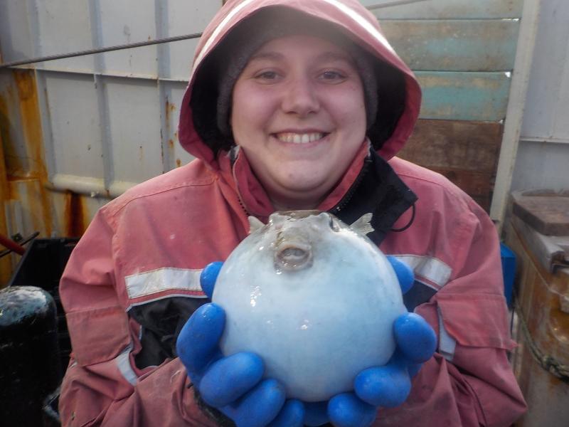 Beth Nelson holds a pufferfish while at sea