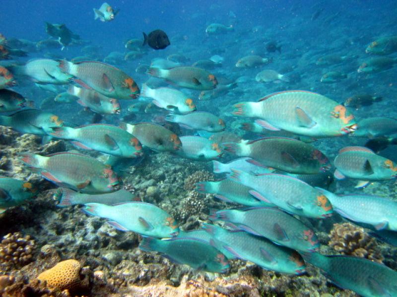 A school of large parrotfish (Chlorurus frontalis) observed during fish surveys on a coral reef. 