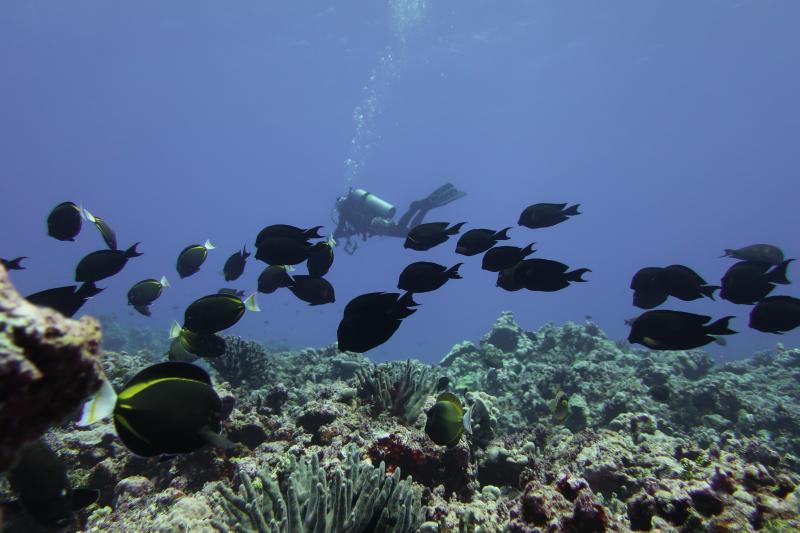A scientist conducts a reef fish survey