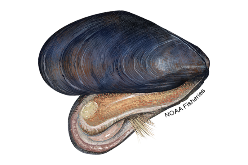 Illustration of open blue mussel with NOAA Fisheries text along right side. Credit: NOAA Fisheries/Jack Hornady