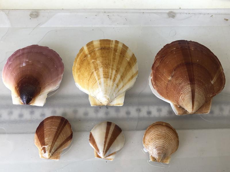 A color image taken in a well-lit laboratory counter. A ruler is laid horizontally in the center of the image in the background. Three larger scallops are laid side-by-side along the top edge of the ruler and three smaller scallops are laid side-by-side along the lower edge. Each scallop has distinct, and different, striped patterns on the top shells. 