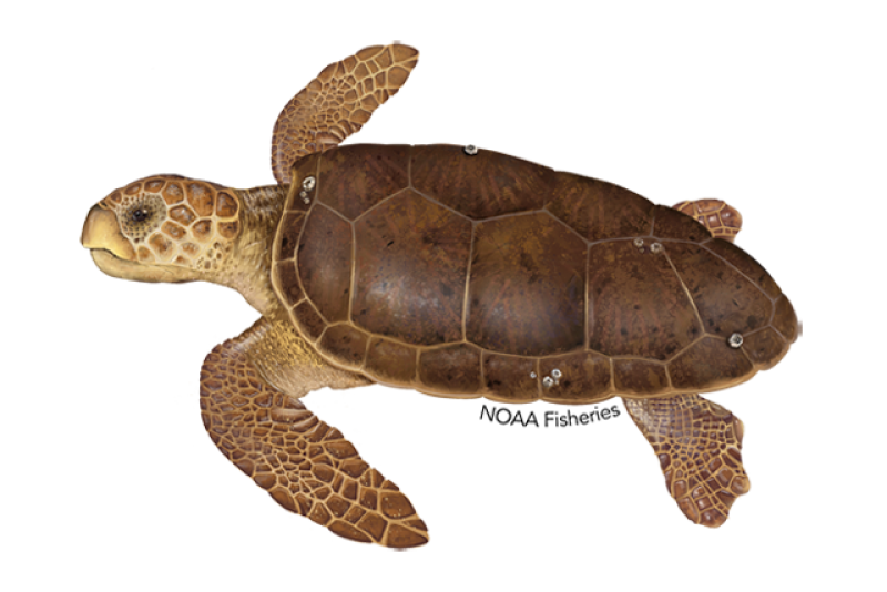 Loggerhead sea turtle illustration