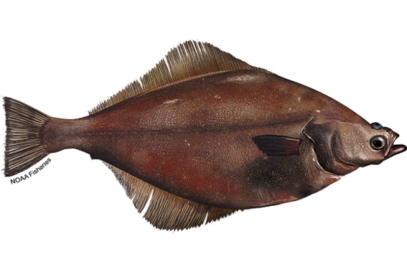 Right-facing reddish brown arrowtooth flounder fish with lighter, tan-colored fins. Credit: NOAA Fisheries/Jack Hornady