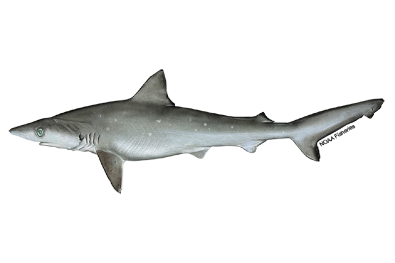 Atlantic Blacktip Shark