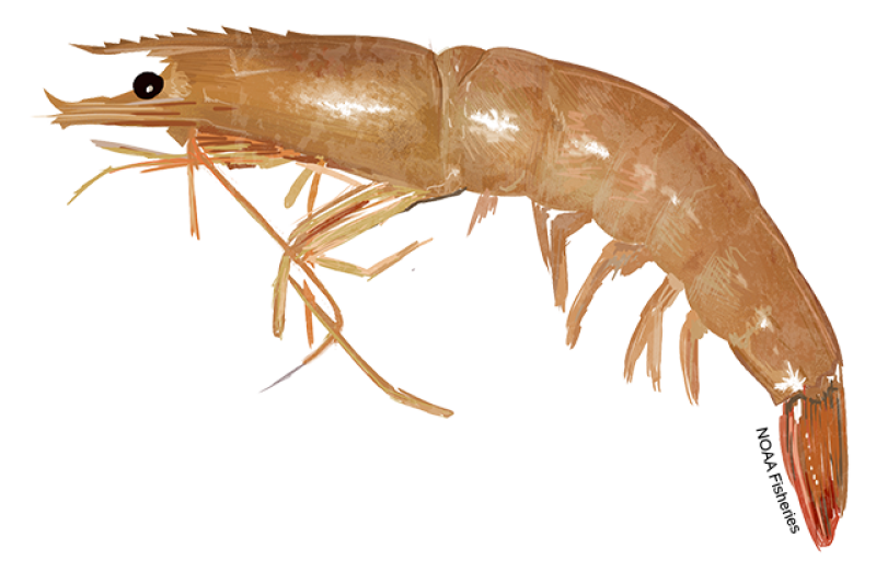 Side-profile illustration of a brown shrimp with several slender long walking legs and five pairs of smaller swimming legs. Credit: NOAA Fisheries/Jack Hornady