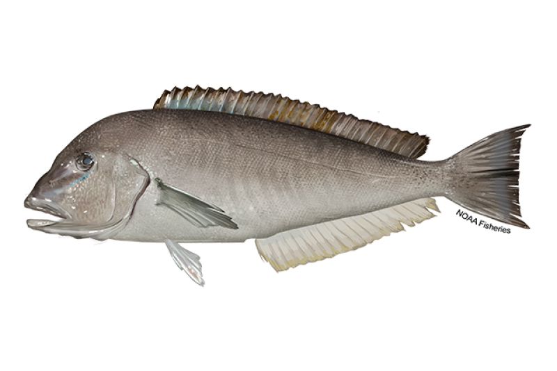 Side-profile illustration of a gray blueline tilefish with a blue line from their snout to eye. Credit: NOAA Fisheries/Jack Hornady