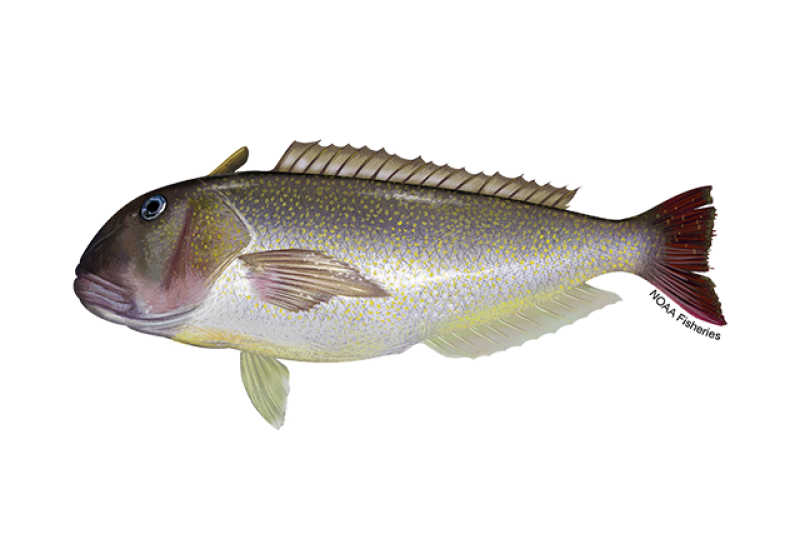 Side-profile illustration of a golden tilefish with silver and gray body, gold, yellow spotting, and dark red tail fin. Credit: NOAA Fisheries/Jack Hornady