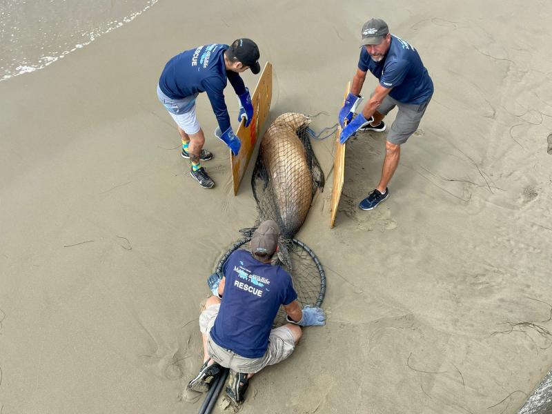 three men with control a netted california sealion on sand