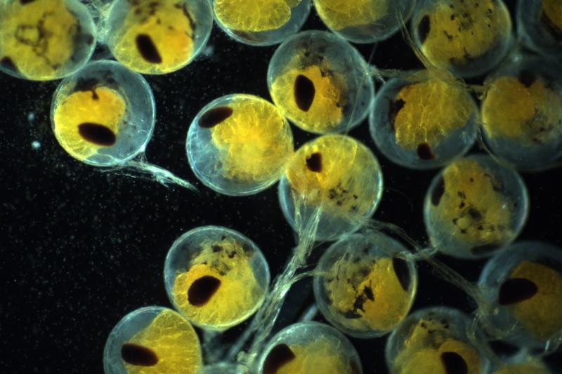 snow crab embryos