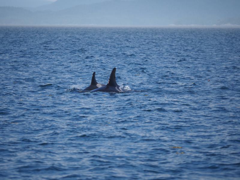 two killer whales swimming in open water