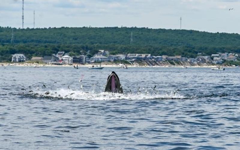 Jumping fish avoid an open humpback whale's mouth