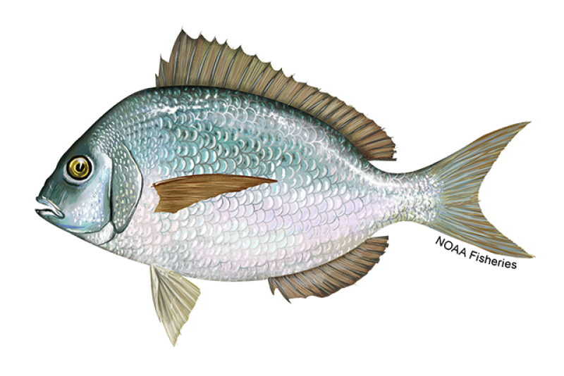 Side-profile illustration of a silvery scup fish with white belly, darker, blue color on its head, and spiny fins. Credit: NOAA Fisheries/Jack Hornady 