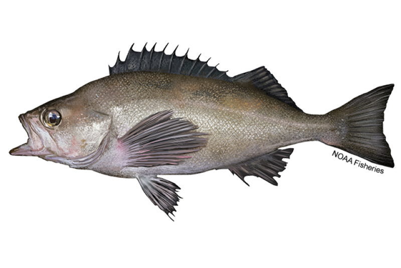 Side-profile illustration of an open-mouthed widow rockfish with grayish brown body and red, white, and light yellow details. Fins are dark and black. Credit: NOAA Fisheries/Jack Hornady